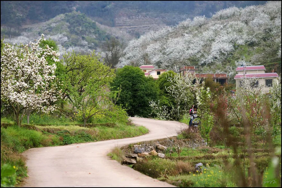 【春天,广西桂林灌阳县向您发出邀请!】我们在灌阳看梨花 - 游山玩水 - 洛阳生活社区 - 洛阳28生活网 luoyang.28life.com