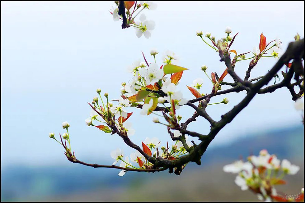 【春天,广西桂林灌阳县向您发出邀请!】我们在灌阳看梨花 - 游山玩水 - 洛阳生活社区 - 洛阳28生活网 luoyang.28life.com