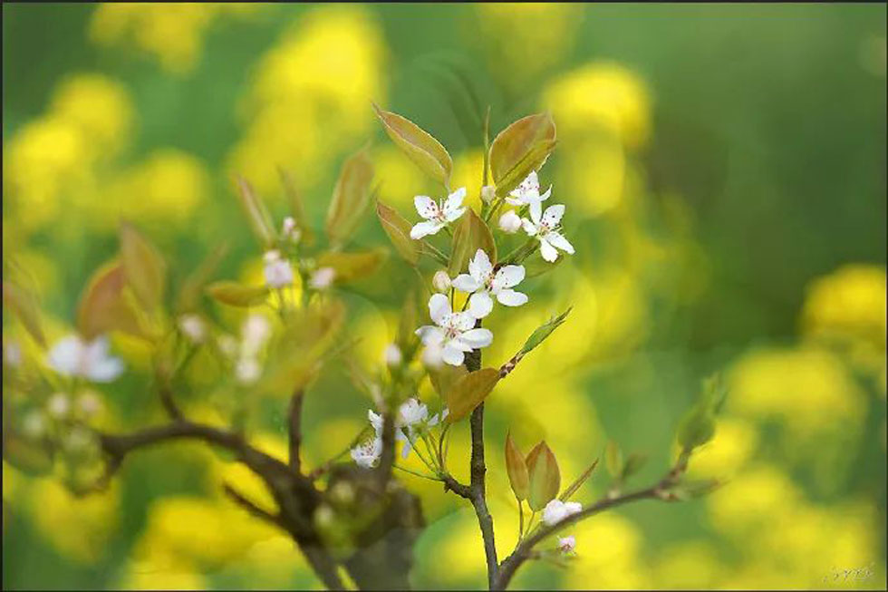 【春天,广西桂林灌阳县向您发出邀请!】我们在灌阳看梨花 - 游山玩水 - 洛阳生活社区 - 洛阳28生活网 luoyang.28life.com