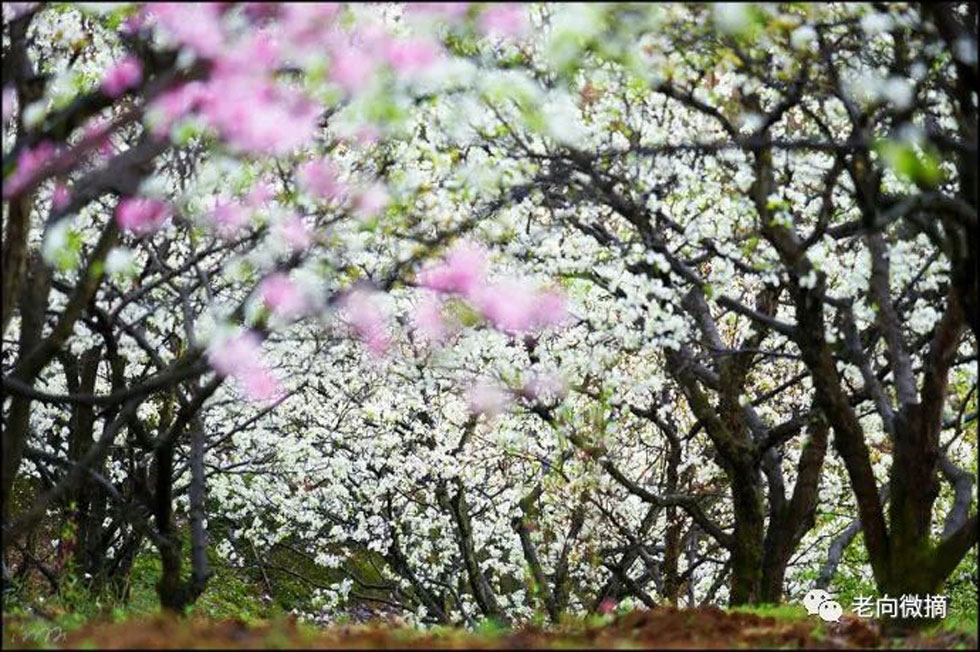 【春天,广西桂林灌阳县向您发出邀请!】我们在灌阳看梨花 - 游山玩水 - 洛阳生活社区 - 洛阳28生活网 luoyang.28life.com