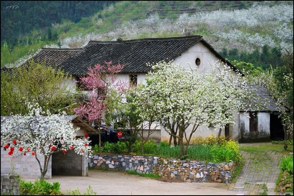 【春天,广西桂林灌阳县向您发出邀请!】我们在灌阳看梨花 - 游山玩水 - 洛阳生活社区 - 洛阳28生活网 luoyang.28life.com