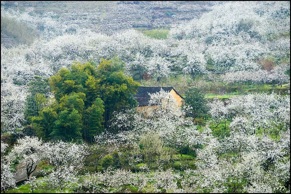 【春天,广西桂林灌阳县向您发出邀请!】我们在灌阳看梨花 - 游山玩水 - 洛阳生活社区 - 洛阳28生活网 luoyang.28life.com