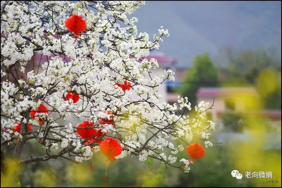 【春天,广西桂林灌阳县向您发出邀请!】我们在灌阳看梨花 - 游山玩水 - 洛阳生活社区 - 洛阳28生活网 luoyang.28life.com
