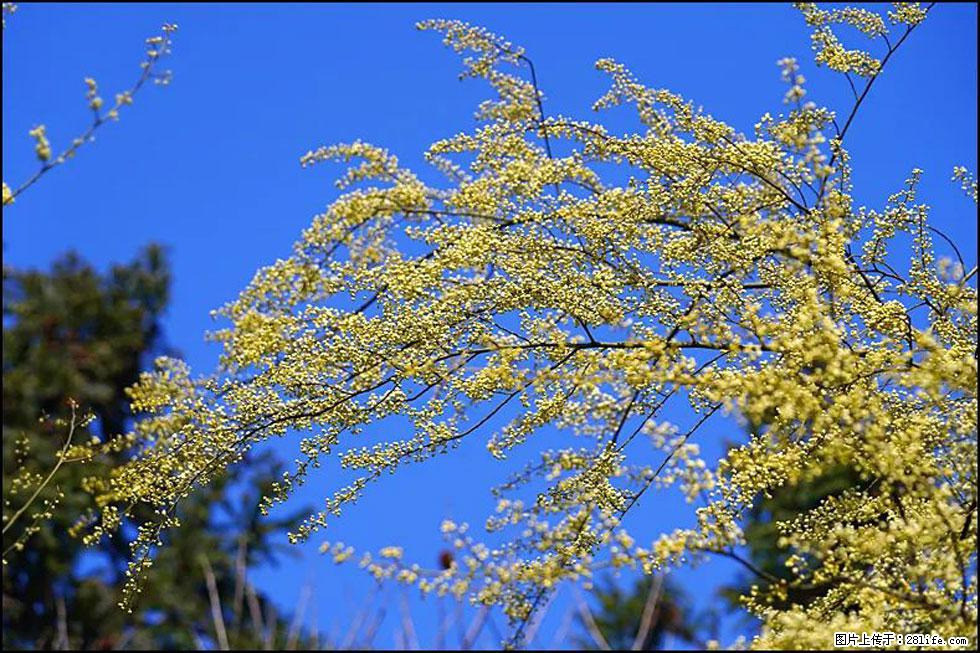 【春天，广西桂林灌阳县向您发出邀请！】米珠山前有片山苍子花在飘香 - 游山玩水 - 洛阳生活社区 - 洛阳28生活网 luoyang.28life.com