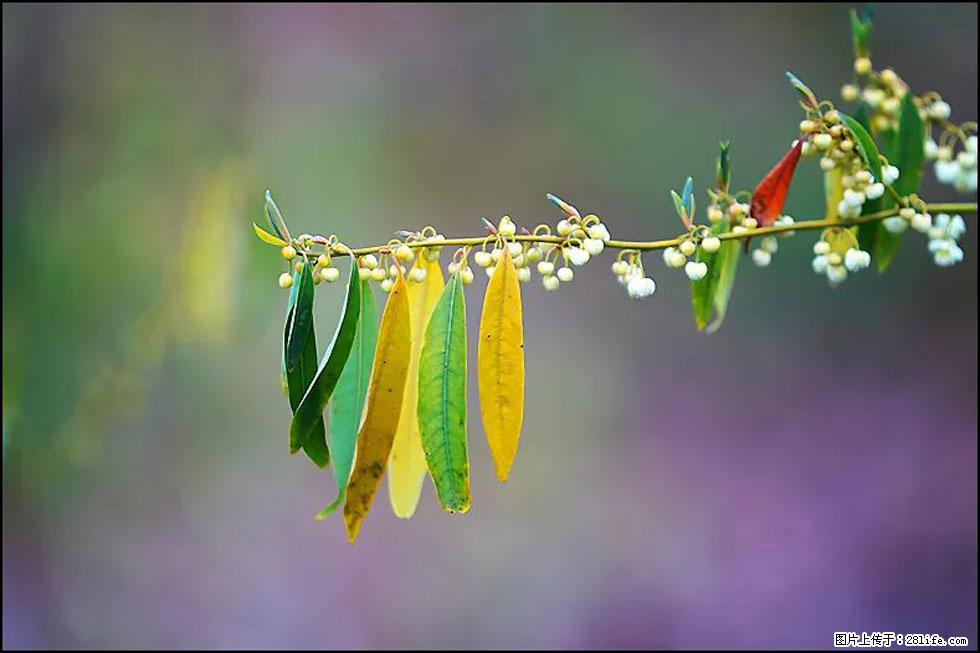 【春天，广西桂林灌阳县向您发出邀请！】米珠山前有片山苍子花在飘香 - 游山玩水 - 洛阳生活社区 - 洛阳28生活网 luoyang.28life.com