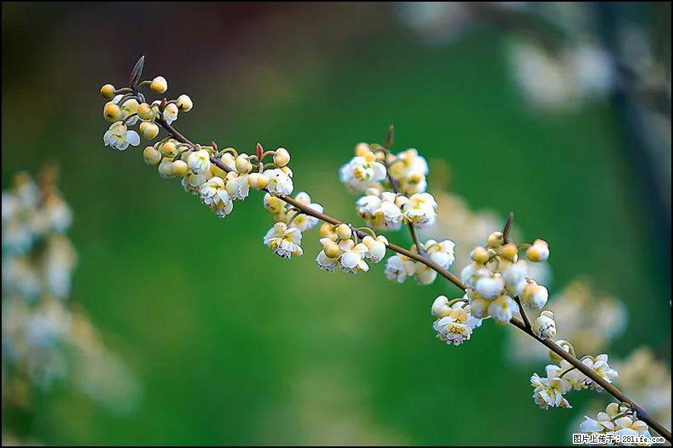 【春天，广西桂林灌阳县向您发出邀请！】米珠山前有片山苍子花在飘香 - 游山玩水 - 洛阳生活社区 - 洛阳28生活网 luoyang.28life.com