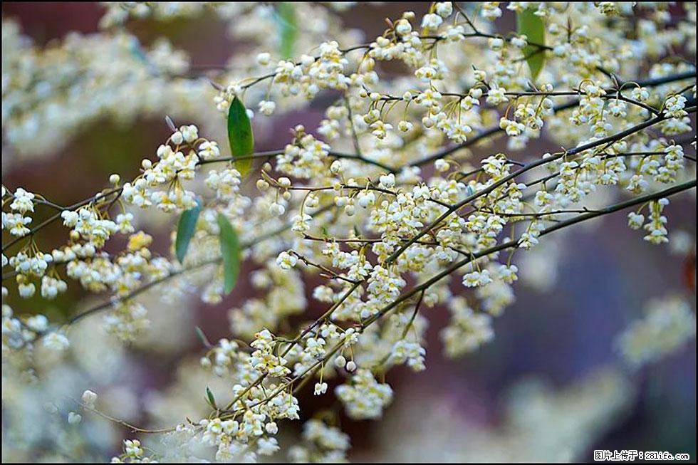 【春天，广西桂林灌阳县向您发出邀请！】米珠山前有片山苍子花在飘香 - 游山玩水 - 洛阳生活社区 - 洛阳28生活网 luoyang.28life.com