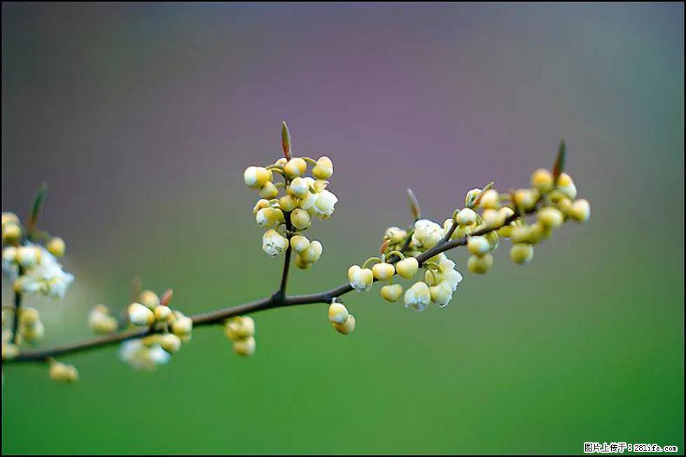 【春天，广西桂林灌阳县向您发出邀请！】米珠山前有片山苍子花在飘香 - 游山玩水 - 洛阳生活社区 - 洛阳28生活网 luoyang.28life.com