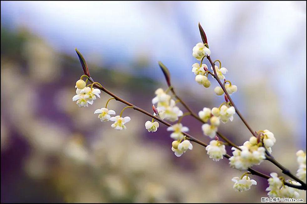 【春天，广西桂林灌阳县向您发出邀请！】米珠山前有片山苍子花在飘香 - 游山玩水 - 洛阳生活社区 - 洛阳28生活网 luoyang.28life.com