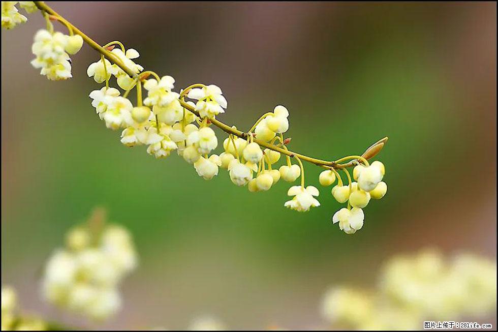 【春天，广西桂林灌阳县向您发出邀请！】米珠山前有片山苍子花在飘香 - 游山玩水 - 洛阳生活社区 - 洛阳28生活网 luoyang.28life.com