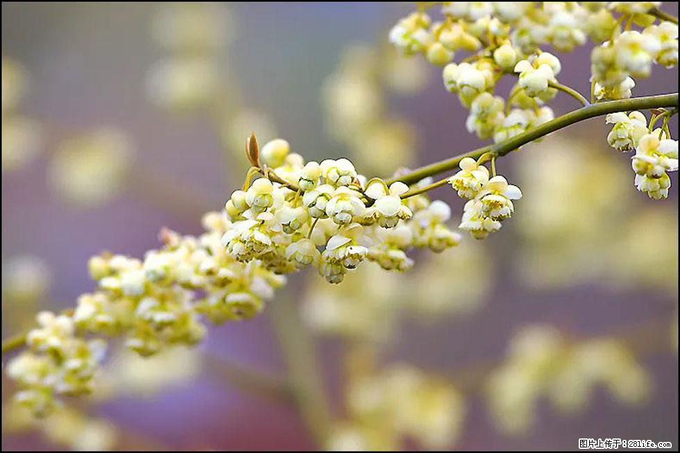 【春天，广西桂林灌阳县向您发出邀请！】米珠山前有片山苍子花在飘香 - 游山玩水 - 洛阳生活社区 - 洛阳28生活网 luoyang.28life.com