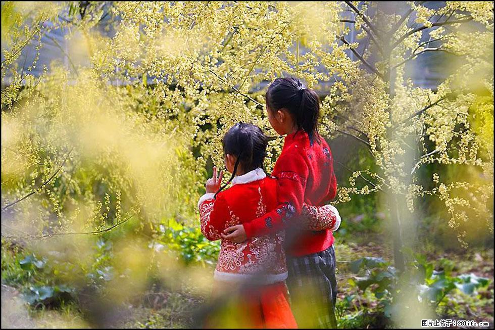 【春天，广西桂林灌阳县向您发出邀请！】米珠山前有片山苍子花在飘香 - 游山玩水 - 洛阳生活社区 - 洛阳28生活网 luoyang.28life.com