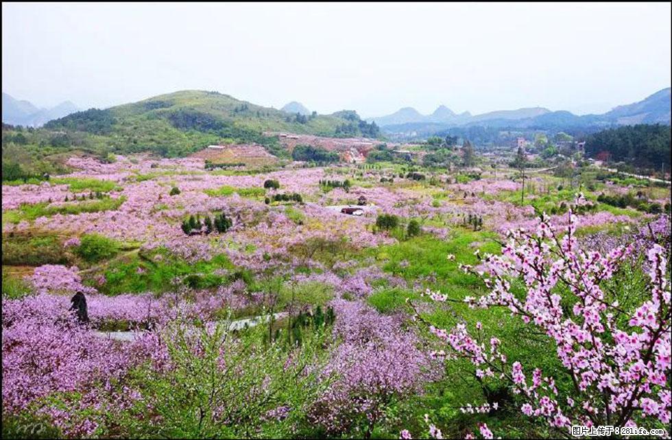 【春天,广西桂林灌阳县向您发出邀请!】官庄村有个醉美的桃花园 - 游山玩水 - 洛阳生活社区 - 洛阳28生活网 luoyang.28life.com
