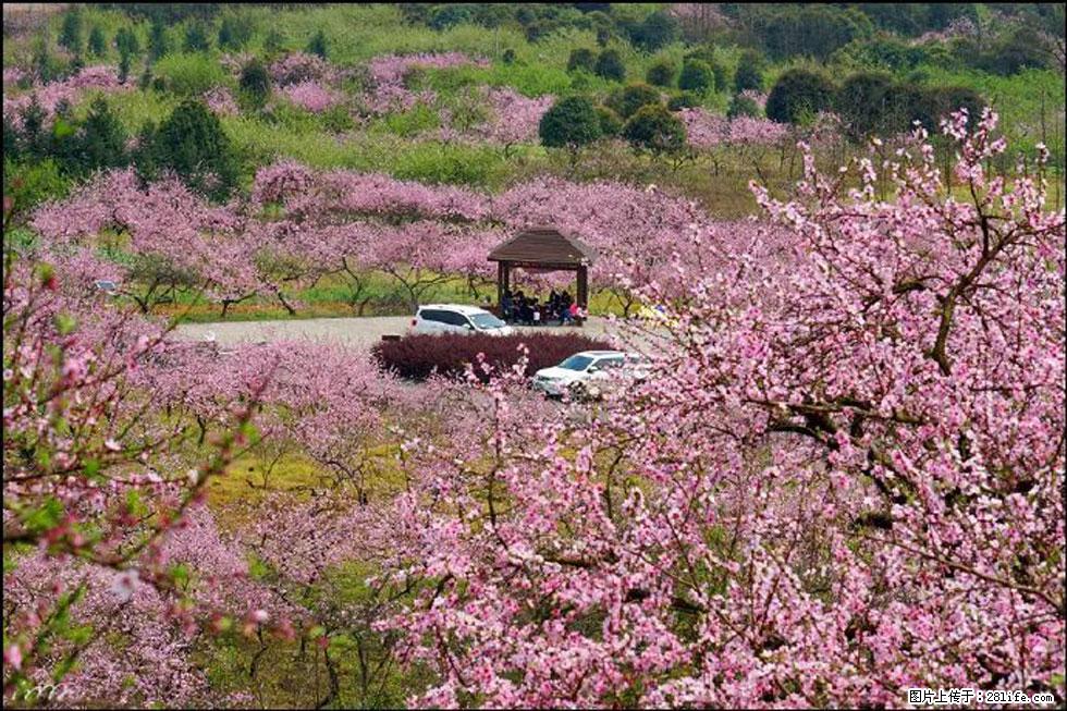 【春天,广西桂林灌阳县向您发出邀请!】官庄村有个醉美的桃花园 - 游山玩水 - 洛阳生活社区 - 洛阳28生活网 luoyang.28life.com