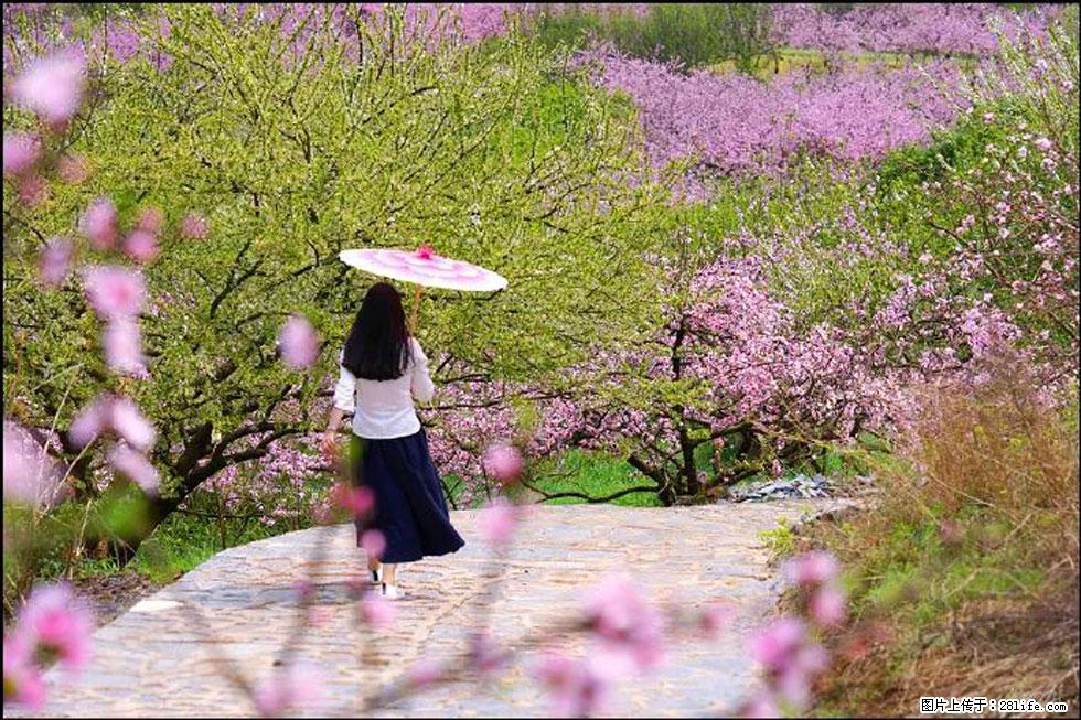 【春天,广西桂林灌阳县向您发出邀请!】官庄村有个醉美的桃花园 - 游山玩水 - 洛阳生活社区 - 洛阳28生活网 luoyang.28life.com