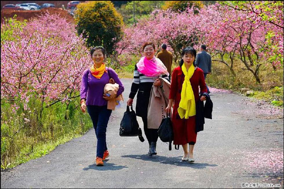 【春天,广西桂林灌阳县向您发出邀请!】官庄村有个醉美的桃花园 - 游山玩水 - 洛阳生活社区 - 洛阳28生活网 luoyang.28life.com