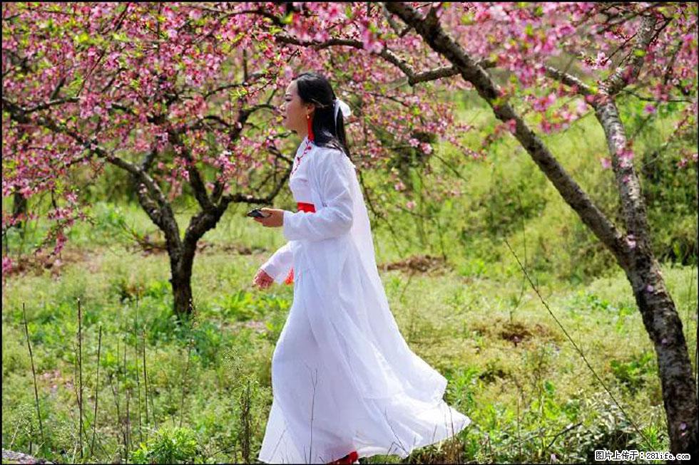 【春天,广西桂林灌阳县向您发出邀请!】官庄村有个醉美的桃花园 - 游山玩水 - 洛阳生活社区 - 洛阳28生活网 luoyang.28life.com