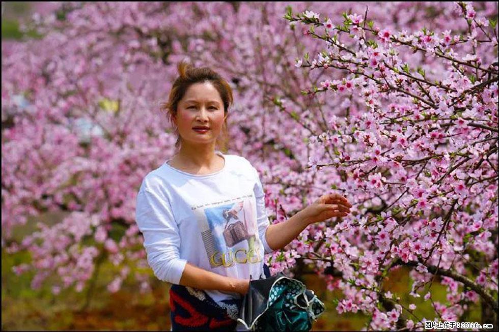 【春天,广西桂林灌阳县向您发出邀请!】官庄村有个醉美的桃花园 - 游山玩水 - 洛阳生活社区 - 洛阳28生活网 luoyang.28life.com