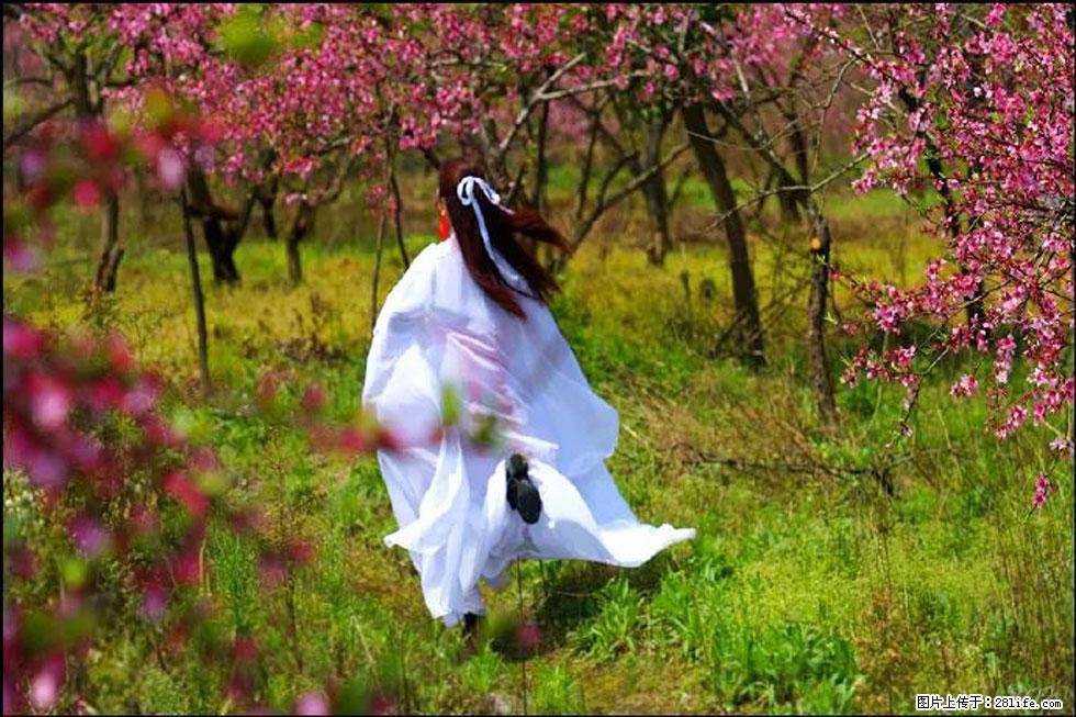 【春天,广西桂林灌阳县向您发出邀请!】官庄村有个醉美的桃花园 - 游山玩水 - 洛阳生活社区 - 洛阳28生活网 luoyang.28life.com