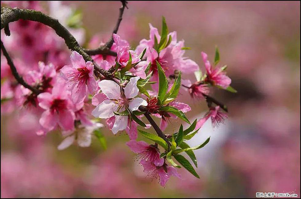 【春天,广西桂林灌阳县向您发出邀请!】官庄村有个醉美的桃花园 - 游山玩水 - 洛阳生活社区 - 洛阳28生活网 luoyang.28life.com