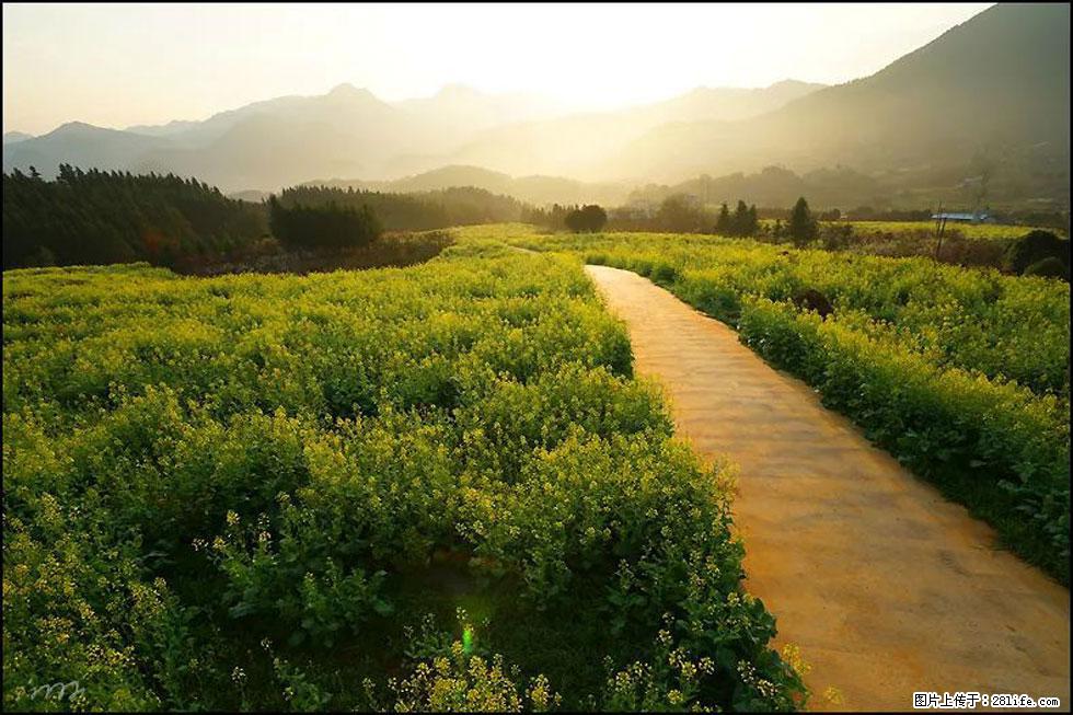 【春天,广西桂林灌阳县向您发出邀请!】长坪村油菜盛情花开 - 游山玩水 - 洛阳生活社区 - 洛阳28生活网 luoyang.28life.com