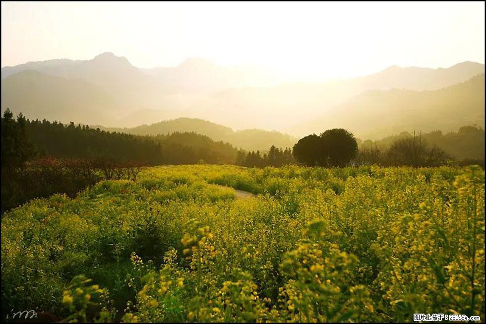 【春天,广西桂林灌阳县向您发出邀请!】长坪村油菜盛情花开 - 游山玩水 - 洛阳生活社区 - 洛阳28生活网 luoyang.28life.com