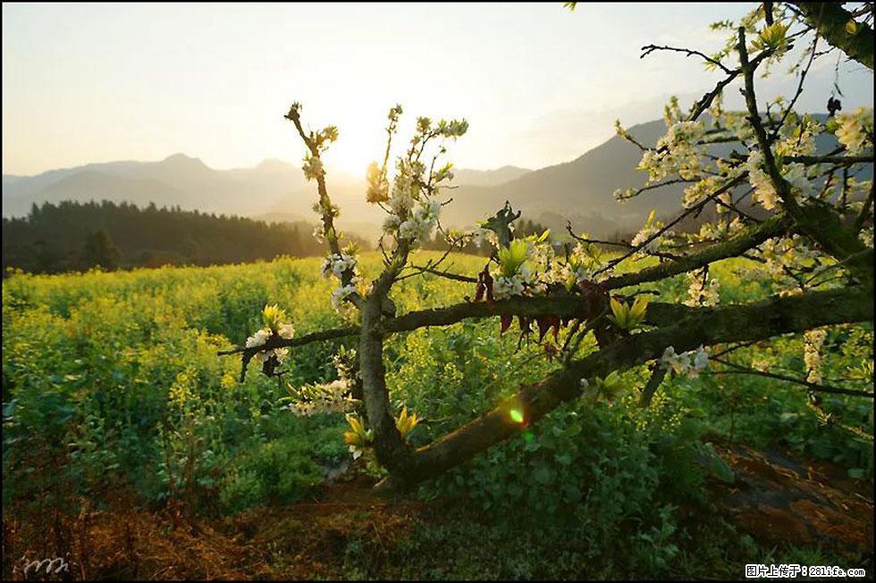 【春天,广西桂林灌阳县向您发出邀请!】长坪村油菜盛情花开 - 游山玩水 - 洛阳生活社区 - 洛阳28生活网 luoyang.28life.com