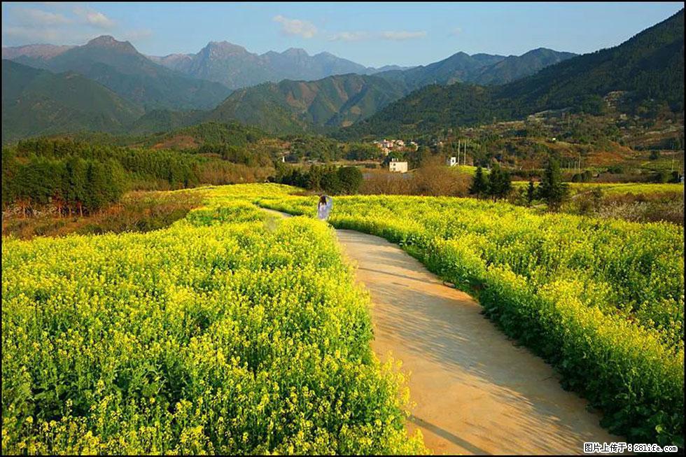 【春天,广西桂林灌阳县向您发出邀请!】长坪村油菜盛情花开 - 游山玩水 - 洛阳生活社区 - 洛阳28生活网 luoyang.28life.com