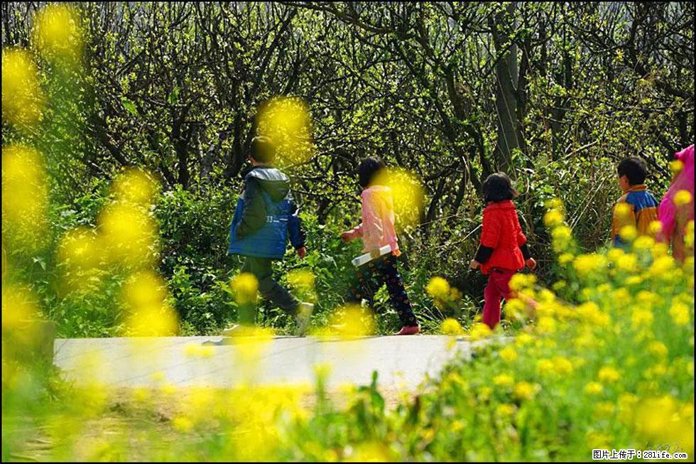【春天,广西桂林灌阳县向您发出邀请!】长坪村油菜盛情花开 - 游山玩水 - 洛阳生活社区 - 洛阳28生活网 luoyang.28life.com
