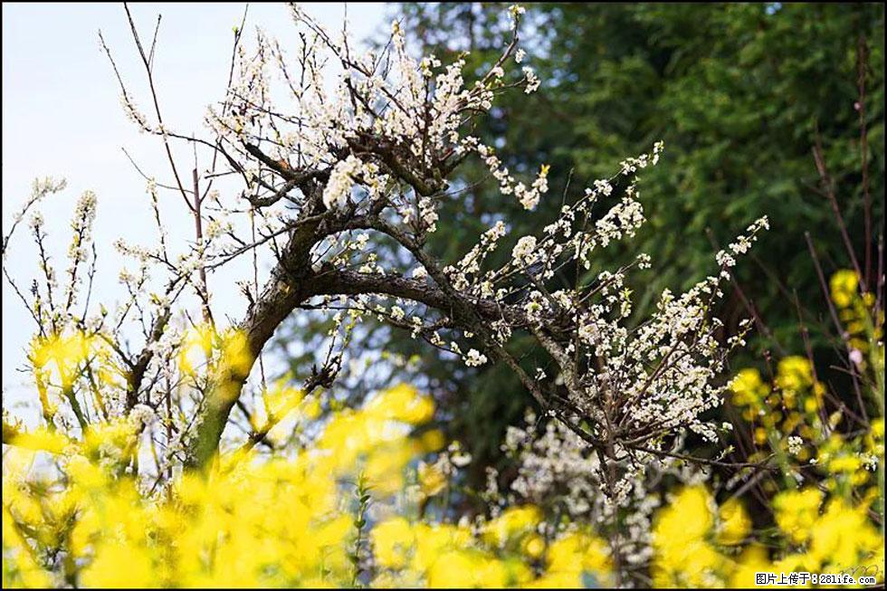 【春天,广西桂林灌阳县向您发出邀请!】长坪村油菜盛情花开 - 游山玩水 - 洛阳生活社区 - 洛阳28生活网 luoyang.28life.com