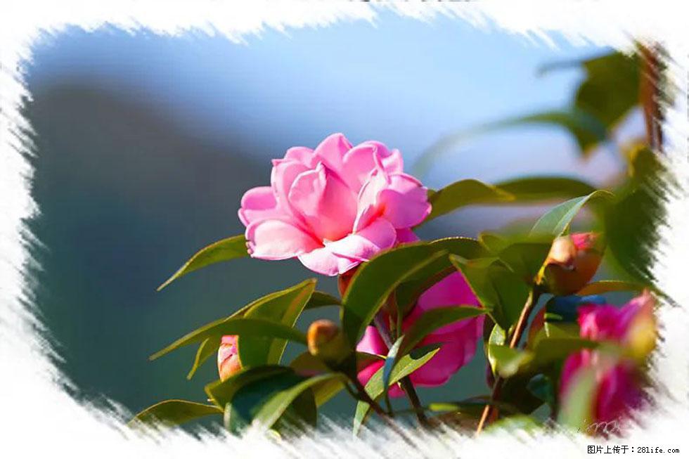 【春天,广西桂林灌阳县向您发出邀请!】杨柳井茶花惹人爱 - 游山玩水 - 洛阳生活社区 - 洛阳28生活网 luoyang.28life.com