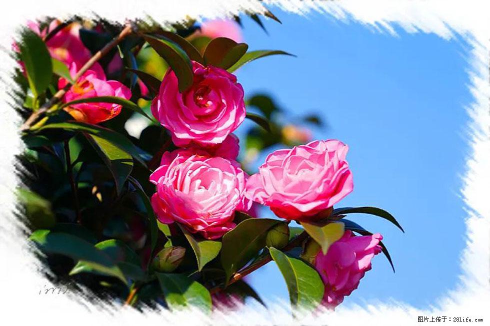 【春天,广西桂林灌阳县向您发出邀请!】杨柳井茶花惹人爱 - 游山玩水 - 洛阳生活社区 - 洛阳28生活网 luoyang.28life.com