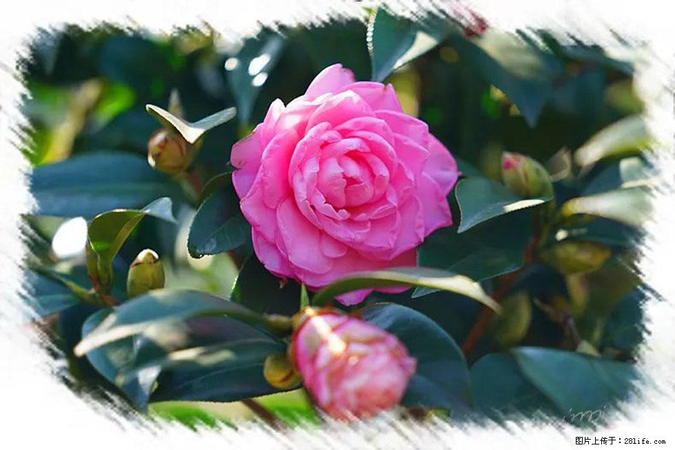 【春天,广西桂林灌阳县向您发出邀请!】杨柳井茶花惹人爱 - 游山玩水 - 洛阳生活社区 - 洛阳28生活网 luoyang.28life.com