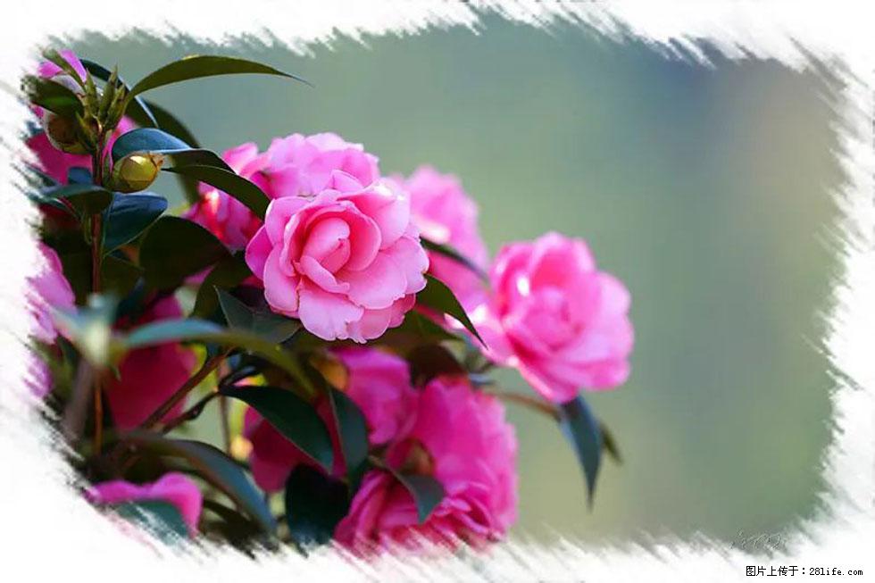 【春天,广西桂林灌阳县向您发出邀请!】杨柳井茶花惹人爱 - 游山玩水 - 洛阳生活社区 - 洛阳28生活网 luoyang.28life.com