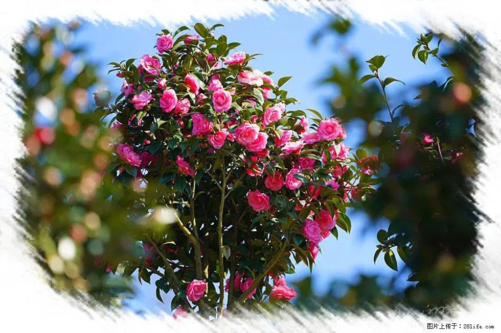 【春天,广西桂林灌阳县向您发出邀请!】杨柳井茶花惹人爱 - 游山玩水 - 洛阳生活社区 - 洛阳28生活网 luoyang.28life.com