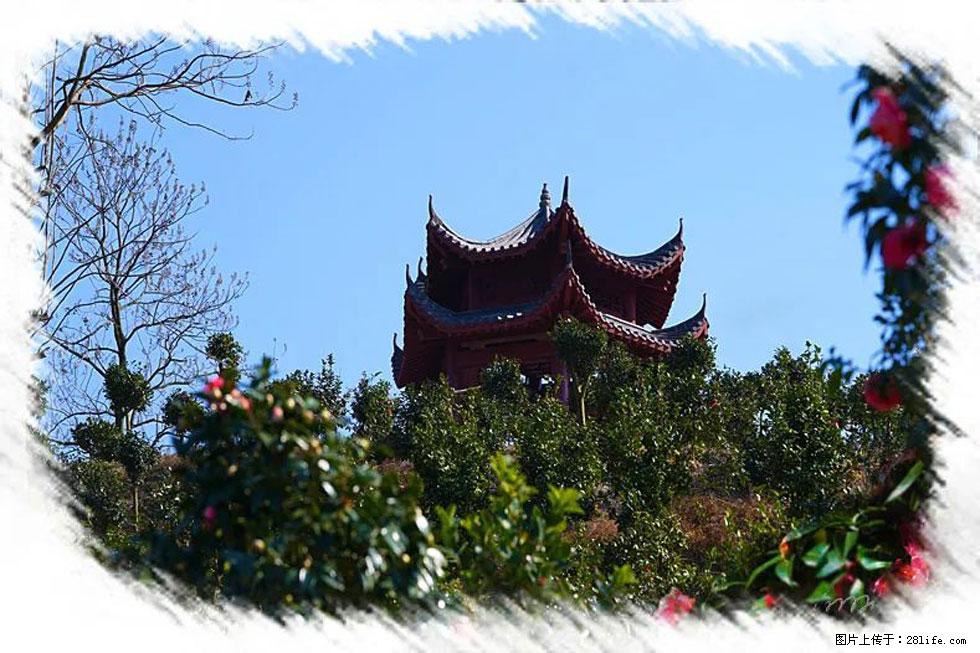 【春天,广西桂林灌阳县向您发出邀请!】杨柳井茶花惹人爱 - 游山玩水 - 洛阳生活社区 - 洛阳28生活网 luoyang.28life.com