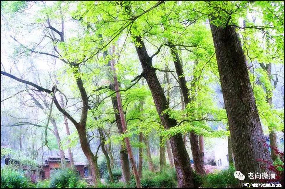 【春天,广西桂林灌阳县向您发出邀请!】在小龙村与春天约会 - 游山玩水 - 洛阳生活社区 - 洛阳28生活网 luoyang.28life.com