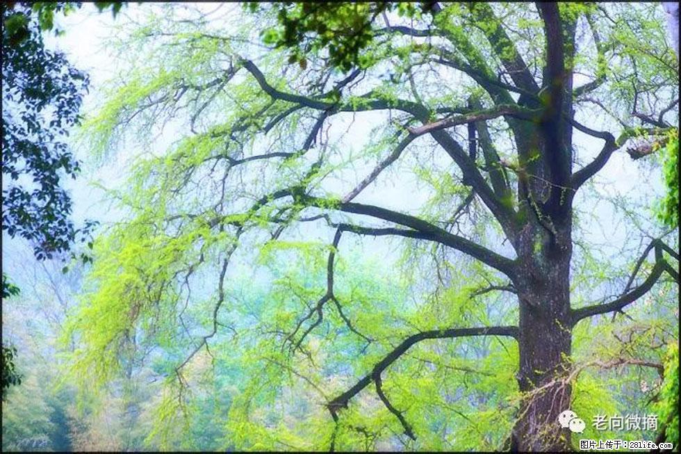 【春天,广西桂林灌阳县向您发出邀请!】在小龙村与春天约会 - 游山玩水 - 洛阳生活社区 - 洛阳28生活网 luoyang.28life.com