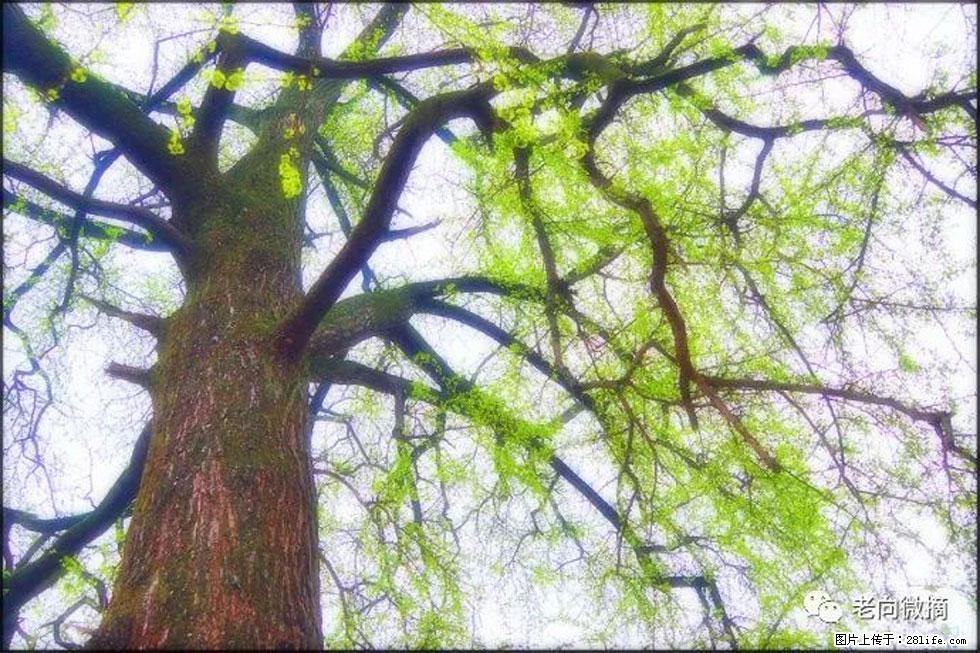 【春天,广西桂林灌阳县向您发出邀请!】在小龙村与春天约会 - 游山玩水 - 洛阳生活社区 - 洛阳28生活网 luoyang.28life.com