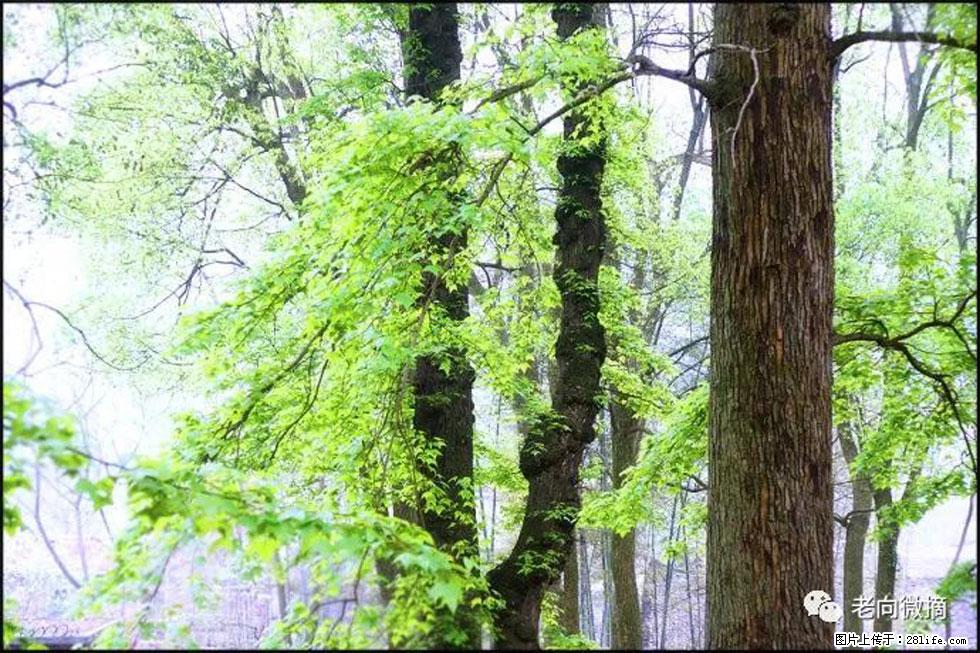 【春天,广西桂林灌阳县向您发出邀请!】在小龙村与春天约会 - 游山玩水 - 洛阳生活社区 - 洛阳28生活网 luoyang.28life.com