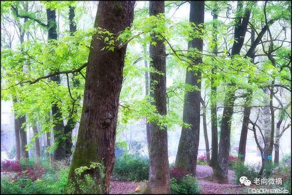 【春天,广西桂林灌阳县向您发出邀请!】在小龙村与春天约会 - 游山玩水 - 洛阳生活社区 - 洛阳28生活网 luoyang.28life.com