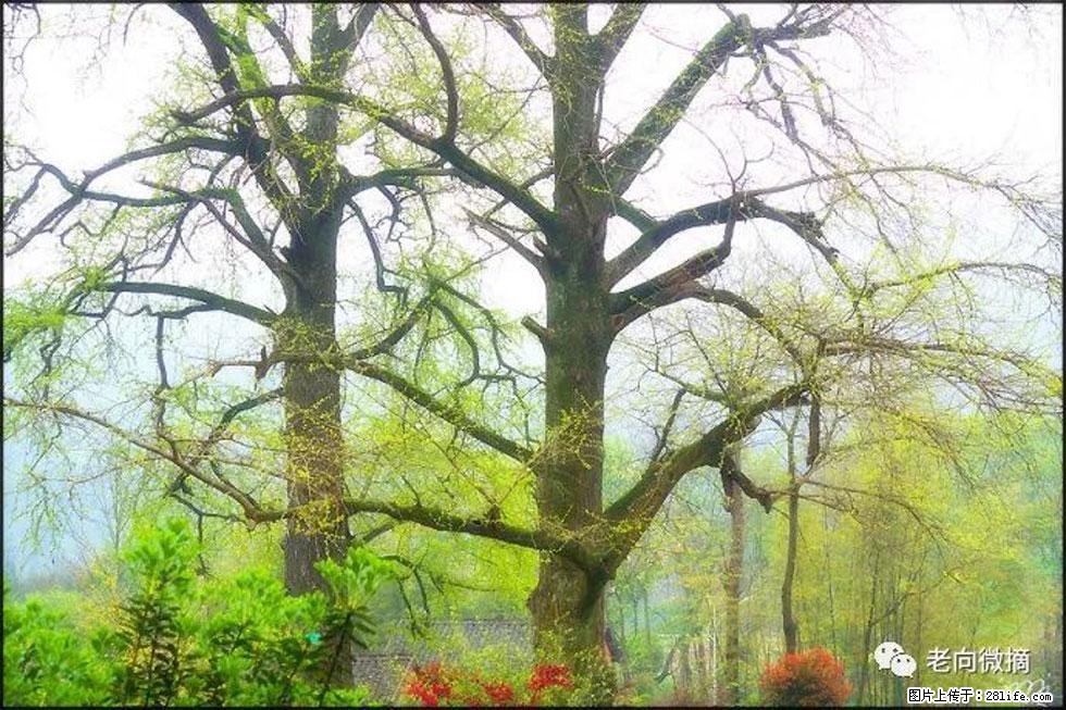 【春天,广西桂林灌阳县向您发出邀请!】在小龙村与春天约会 - 游山玩水 - 洛阳生活社区 - 洛阳28生活网 luoyang.28life.com