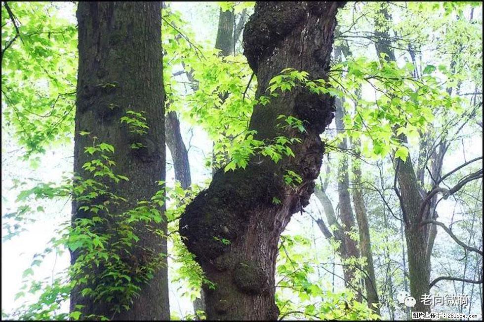 【春天,广西桂林灌阳县向您发出邀请!】在小龙村与春天约会 - 游山玩水 - 洛阳生活社区 - 洛阳28生活网 luoyang.28life.com