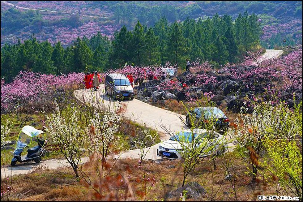 【春天,广西桂林灌阳县向您发出邀请!】望月岭上桃花开 - 游山玩水 - 洛阳生活社区 - 洛阳28生活网 luoyang.28life.com