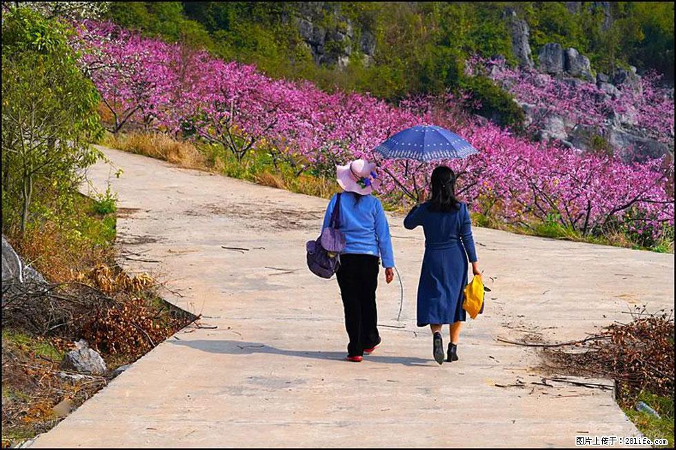 【春天,广西桂林灌阳县向您发出邀请!】望月岭上桃花开 - 游山玩水 - 洛阳生活社区 - 洛阳28生活网 luoyang.28life.com