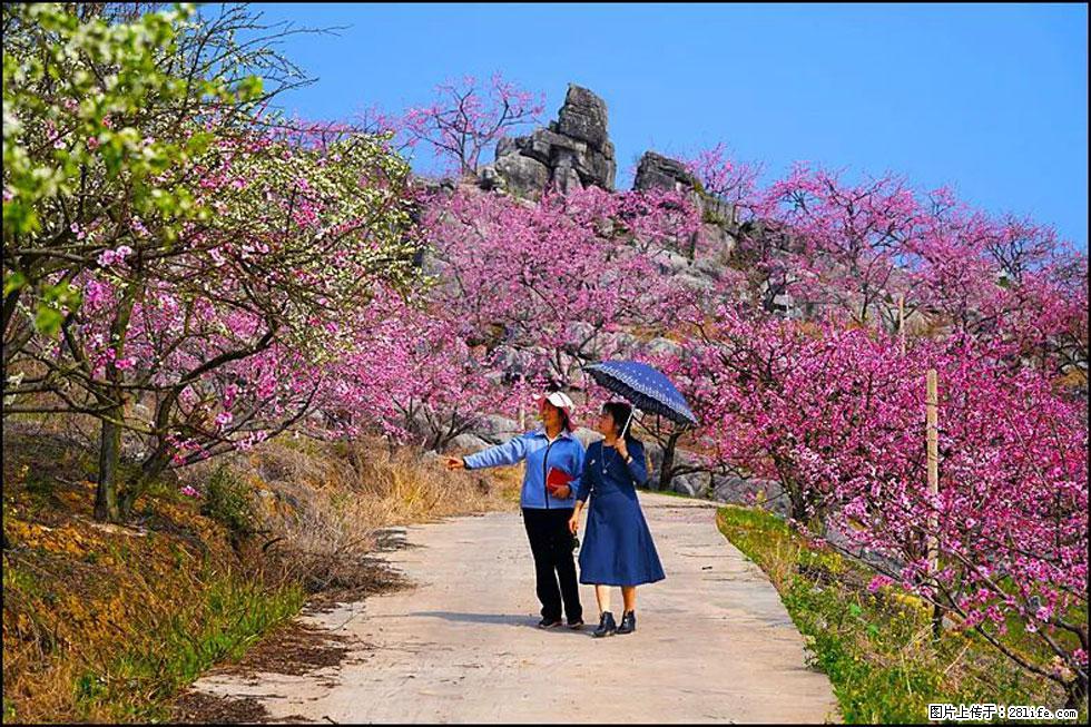 【春天,广西桂林灌阳县向您发出邀请!】望月岭上桃花开 - 游山玩水 - 洛阳生活社区 - 洛阳28生活网 luoyang.28life.com