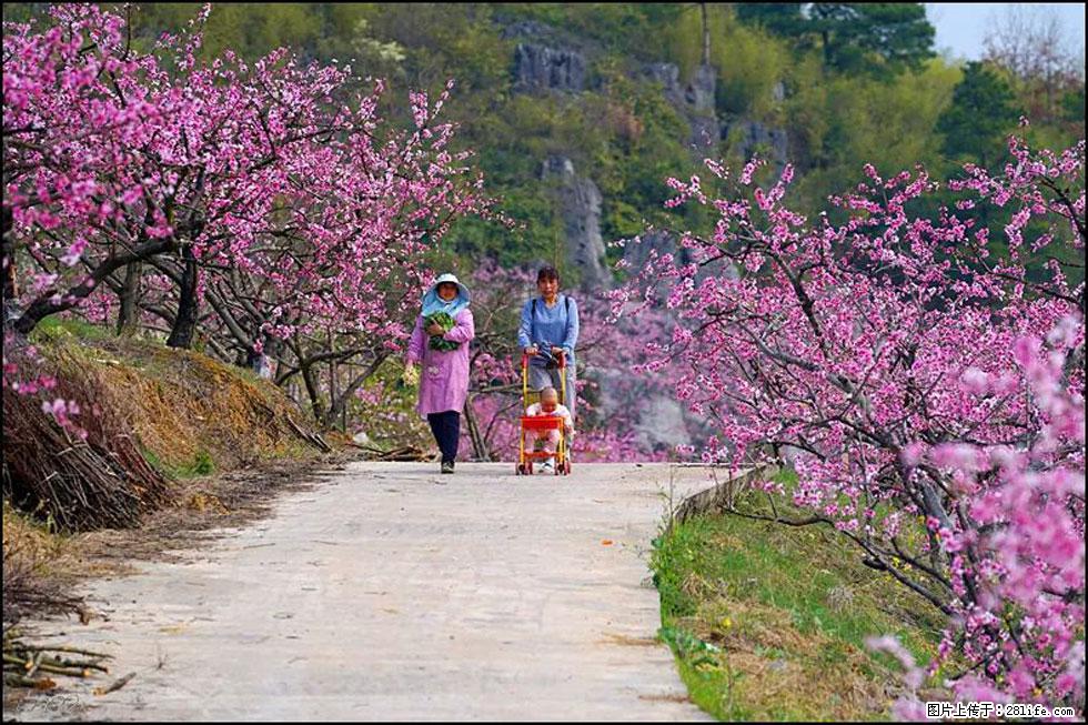 【春天,广西桂林灌阳县向您发出邀请!】望月岭上桃花开 - 游山玩水 - 洛阳生活社区 - 洛阳28生活网 luoyang.28life.com