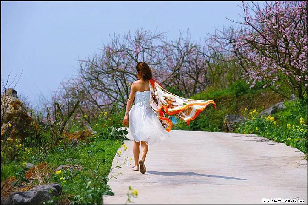 【春天,广西桂林灌阳县向您发出邀请!】望月岭上桃花开 - 游山玩水 - 洛阳生活社区 - 洛阳28生活网 luoyang.28life.com