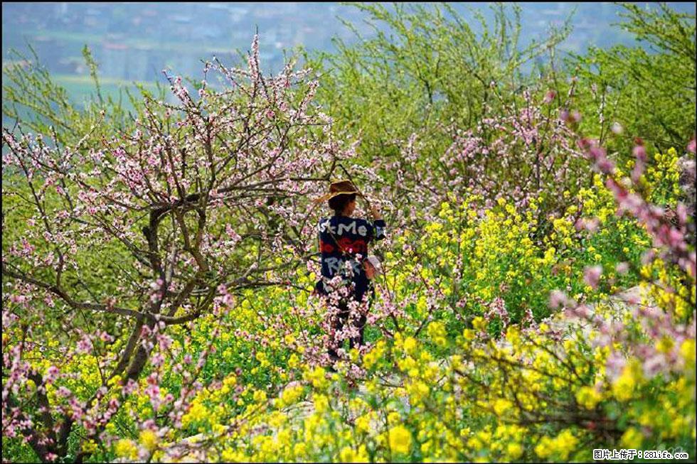 【春天,广西桂林灌阳县向您发出邀请!】望月岭上桃花开 - 游山玩水 - 洛阳生活社区 - 洛阳28生活网 luoyang.28life.com