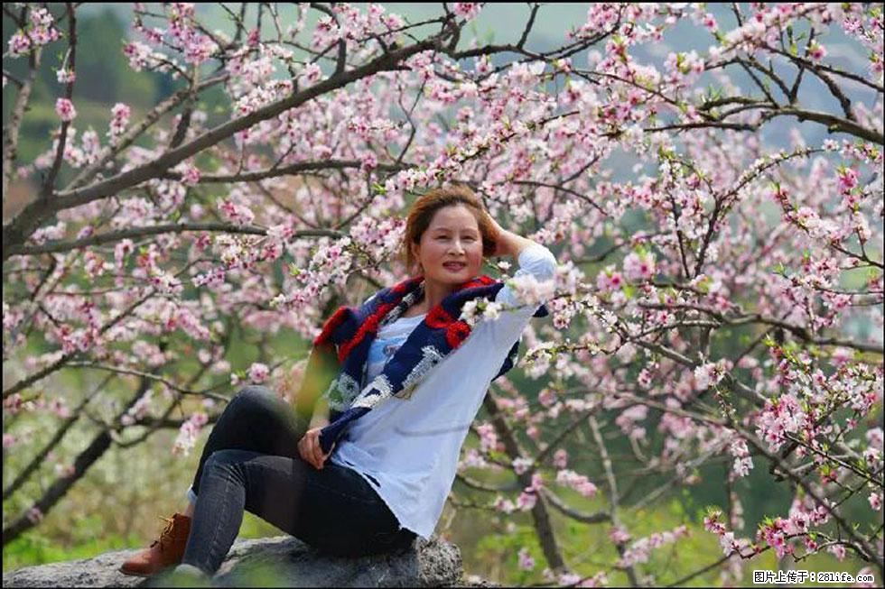 【春天,广西桂林灌阳县向您发出邀请!】望月岭上桃花开 - 游山玩水 - 洛阳生活社区 - 洛阳28生活网 luoyang.28life.com